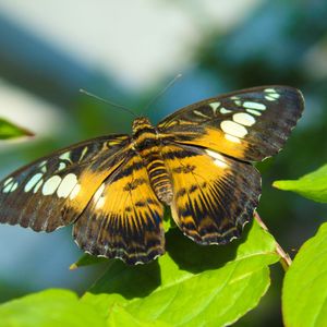 Parthenos Sylvia butterfly