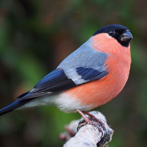 Eurasian bullfinch