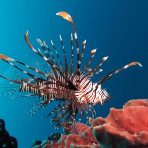 Red lionfish (Pterois volitans)